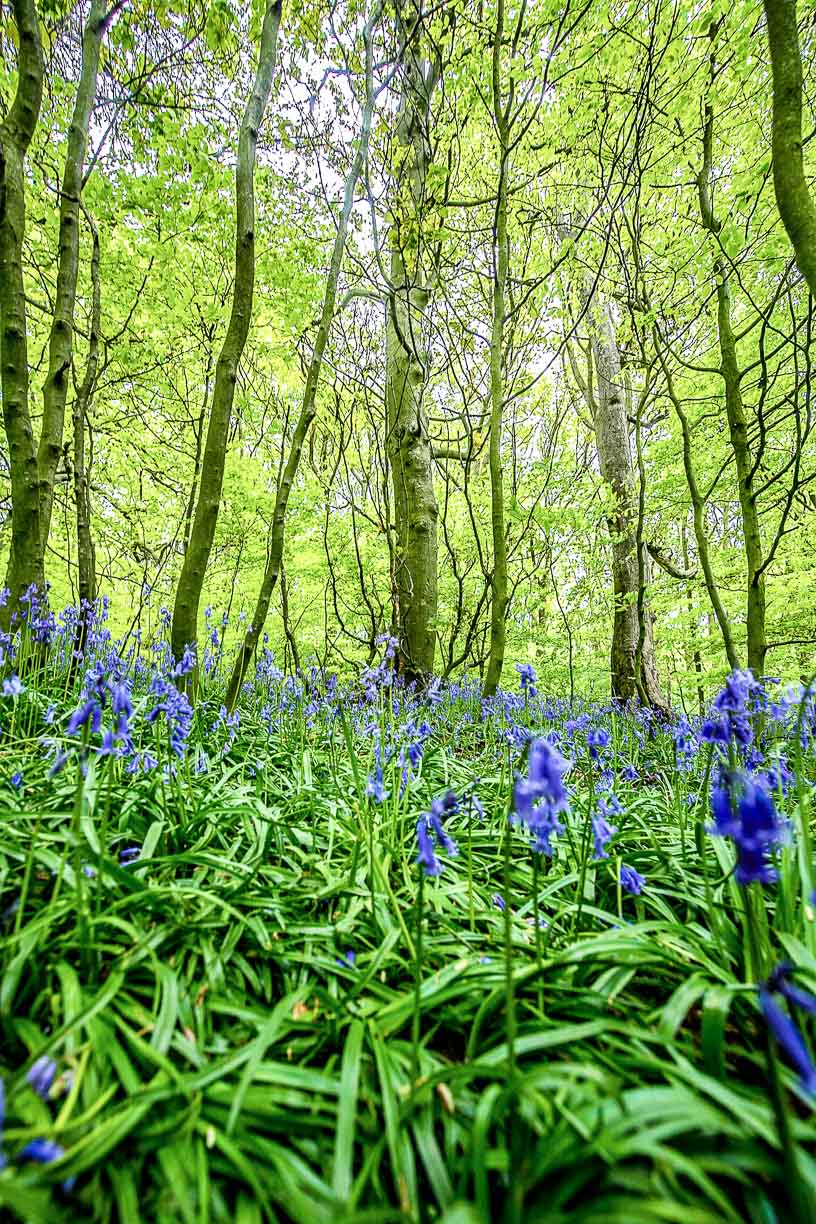 Bluebell Woods, Horsforth print