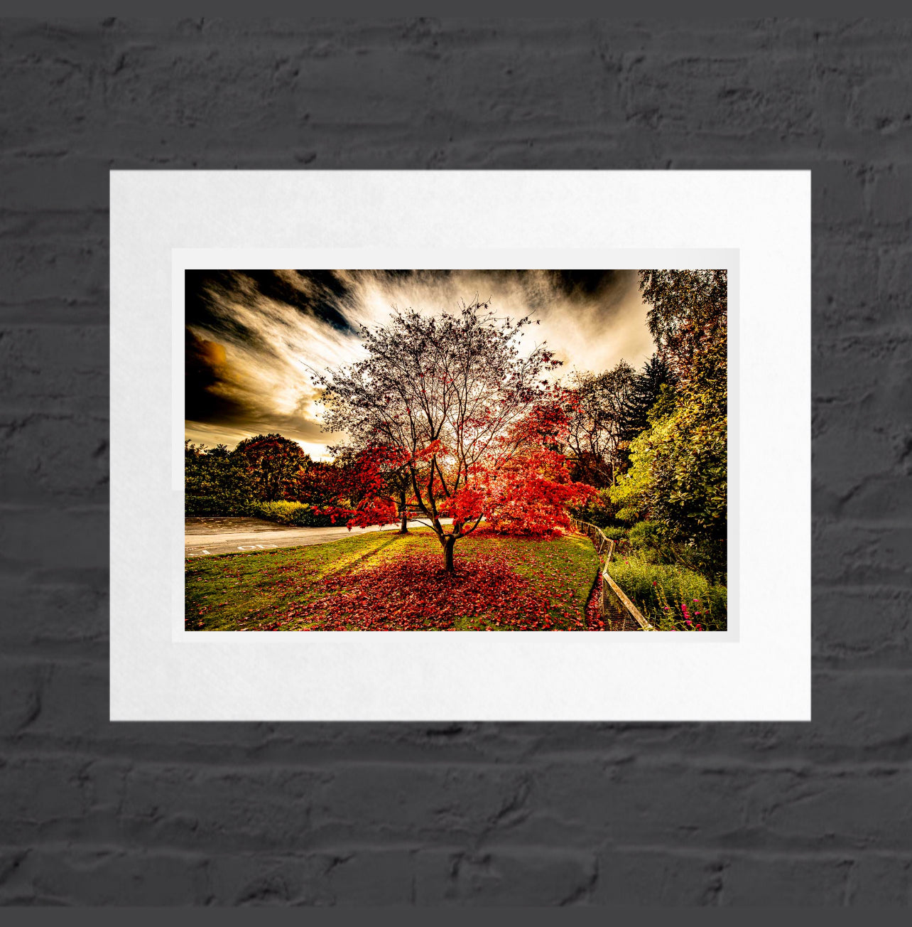 Autumn Red Tree landscape, Golden Acre park