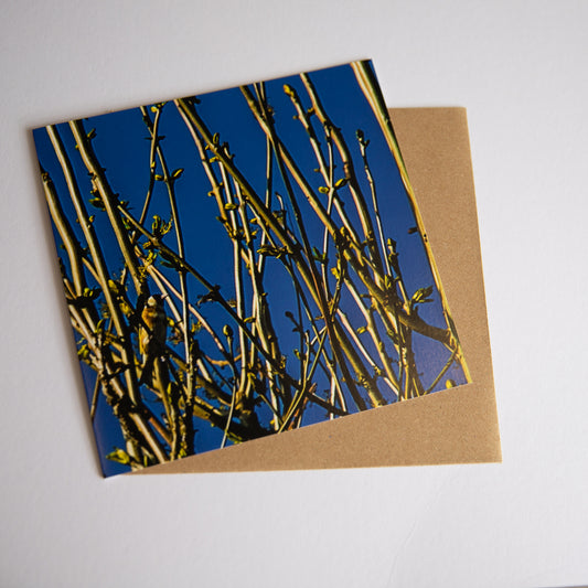 Goldfinch Blue art card