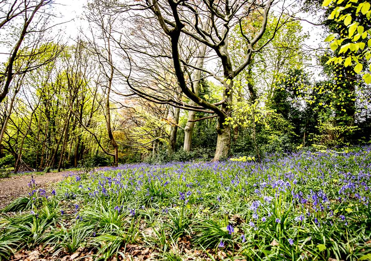 Gledhow Valley Bluebell Tree Line