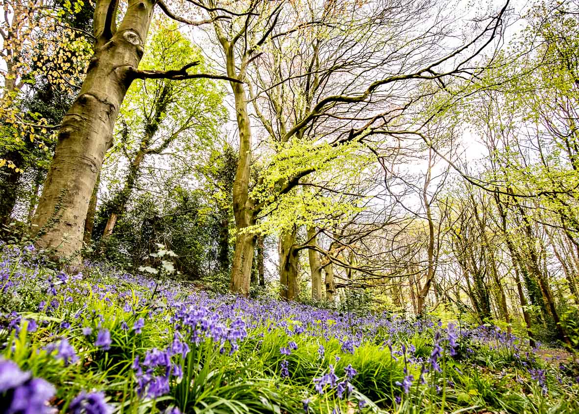 Gledhow Valley Bluebells