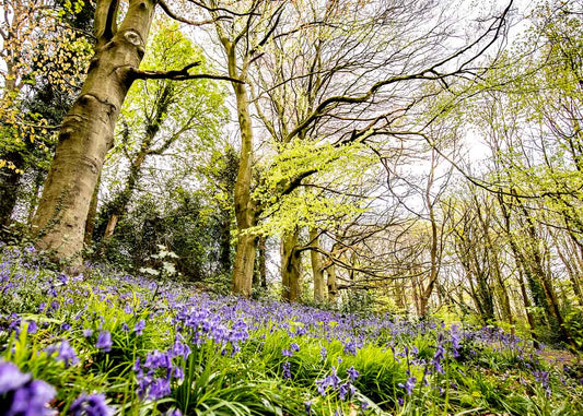 Gledhow Valley Bluebells