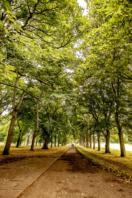 Temple Newsam Tree Line