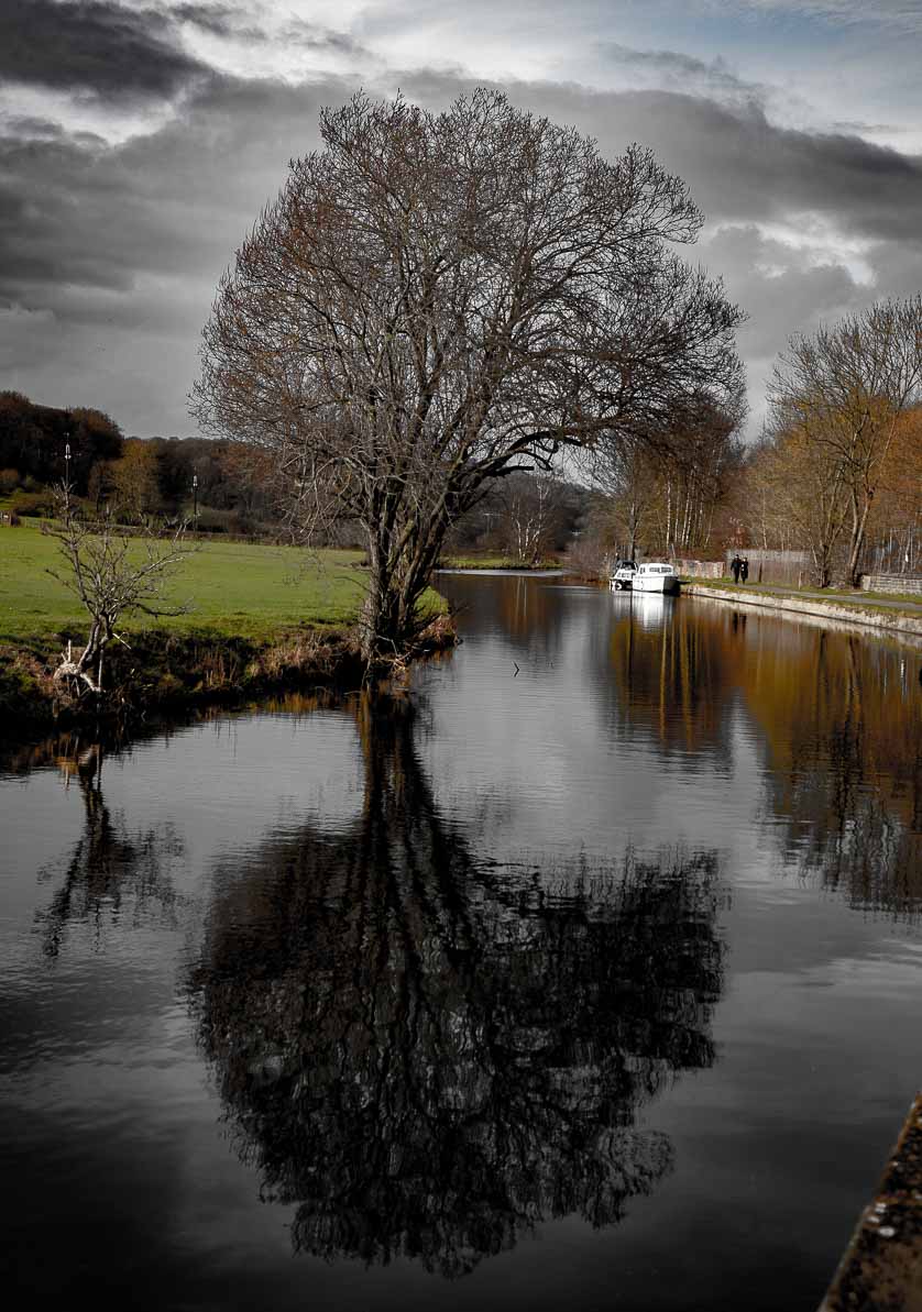 Rodley Tree Reflection