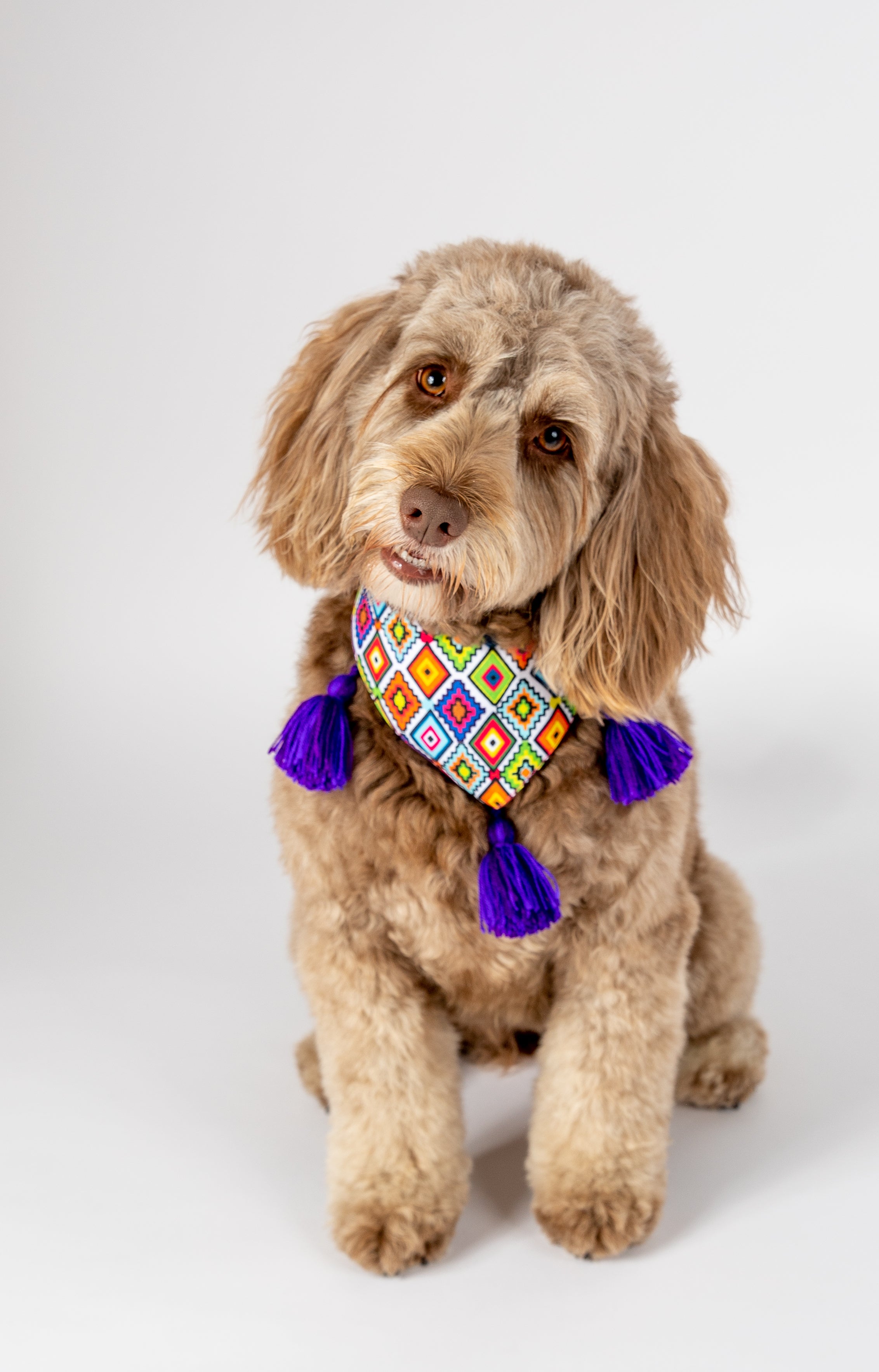 dog waiting patiently for dog photographer to take a photo