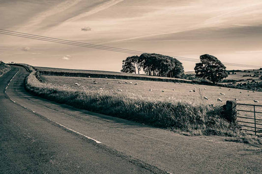 Elephant Trees Two Tone print, Guiseley