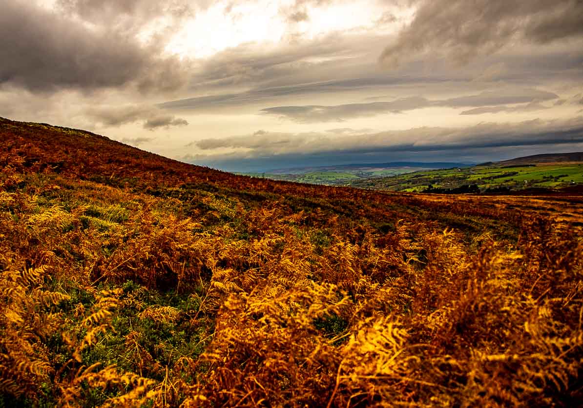 Ilkley Moor Bracken