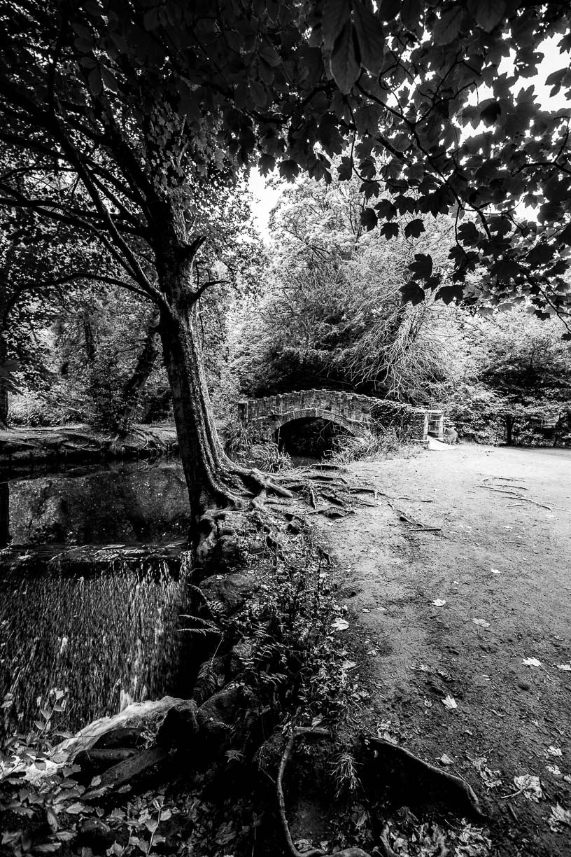 Meanwood Stone Bridge Tree Roots Mono