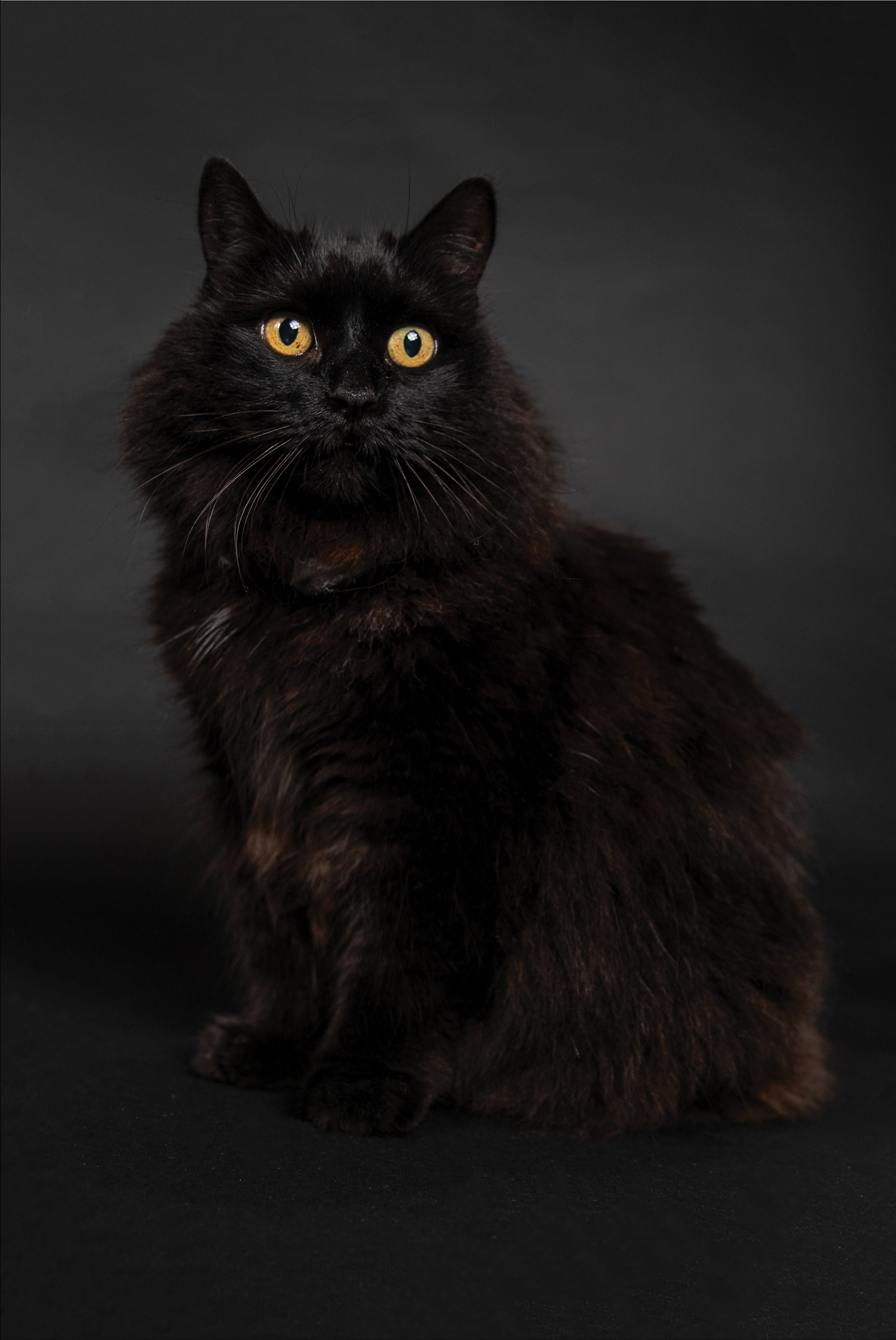 Black cat having photo taken