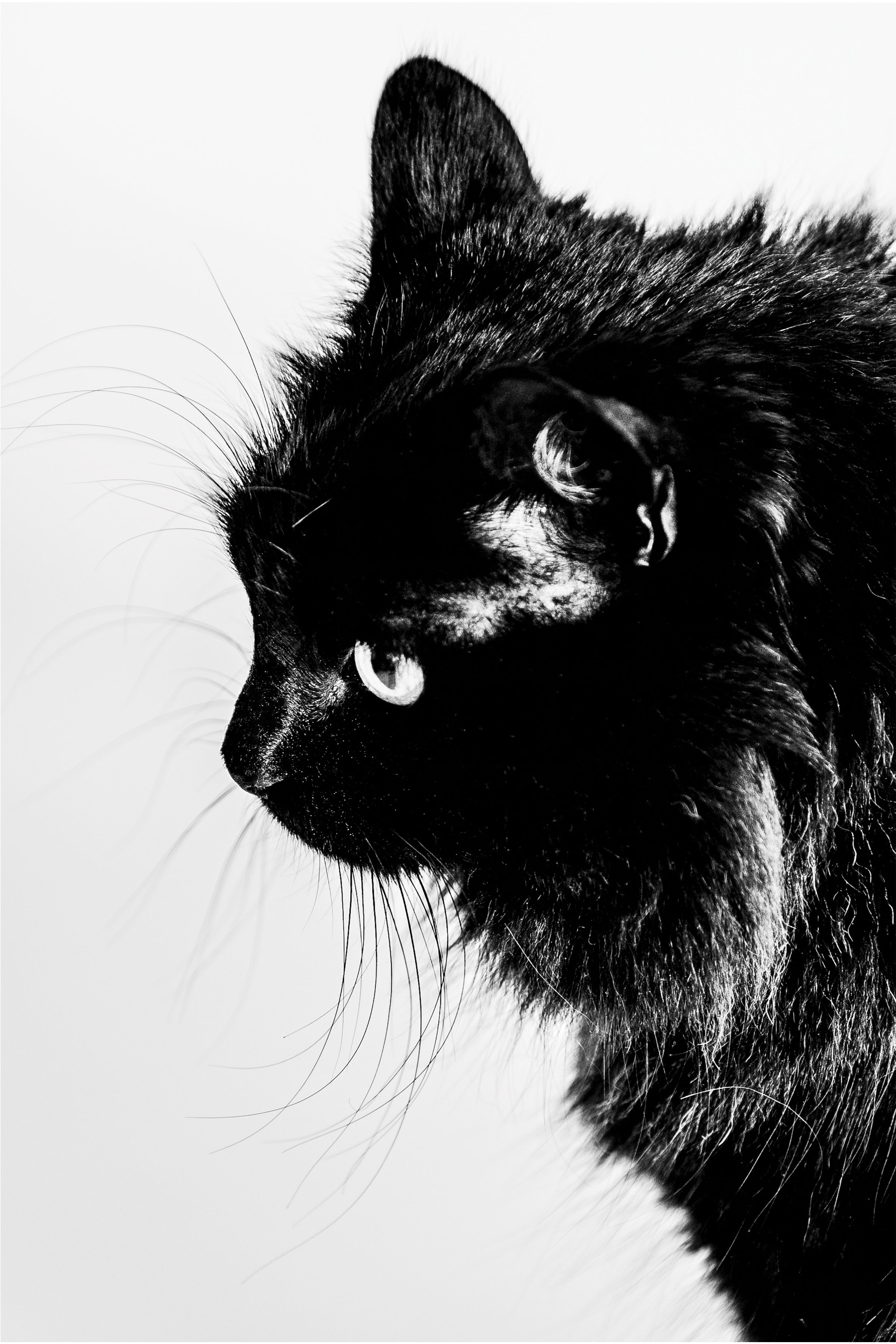 photo a black cat by Leeds Cat Photographer