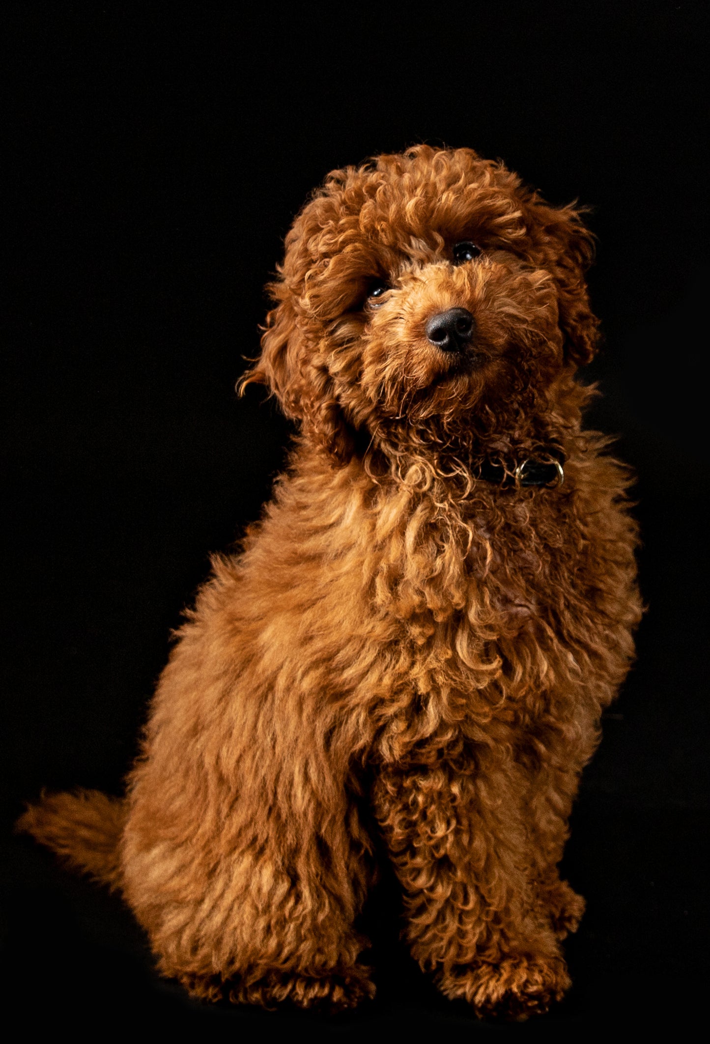 Pet Portrait