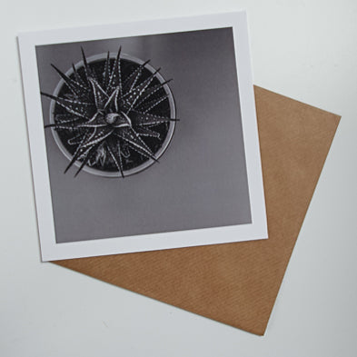 Zebra Aloe Monochrome art card