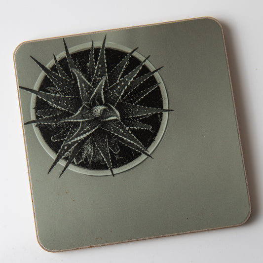 Zebra Aloe Mono coaster