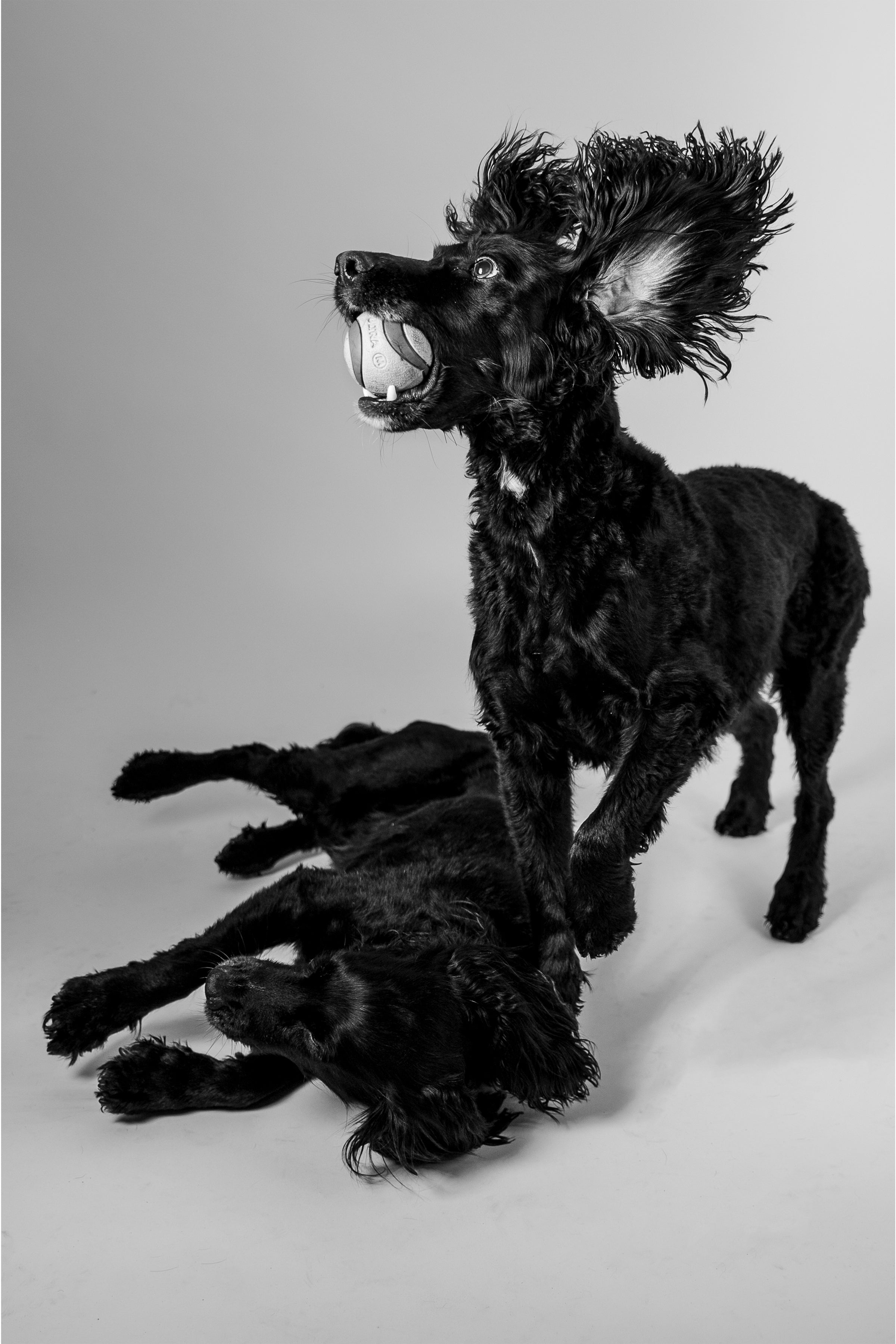 pet photography featuring two black dogs