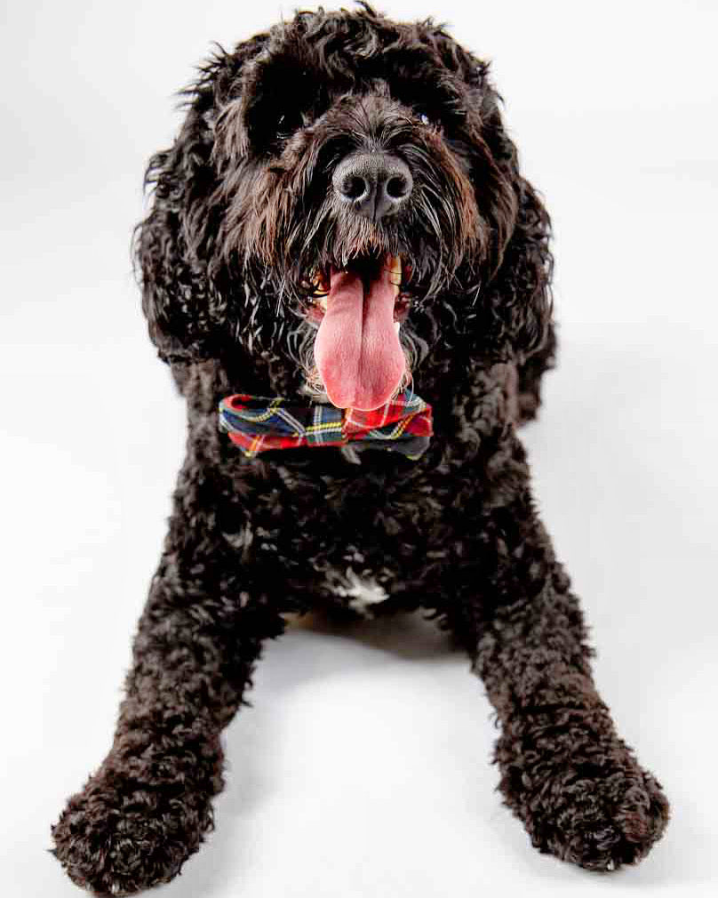 dog with tong out having photo taken by dog photographer