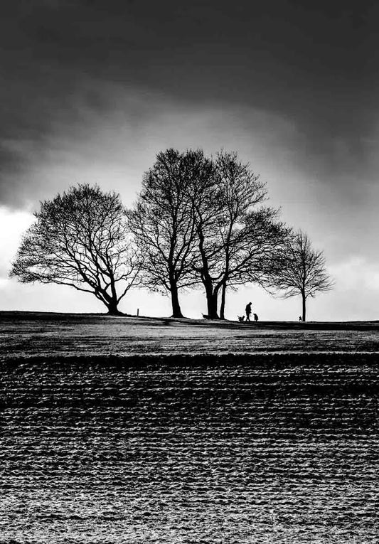 Roundhay Park Tree line Mono
