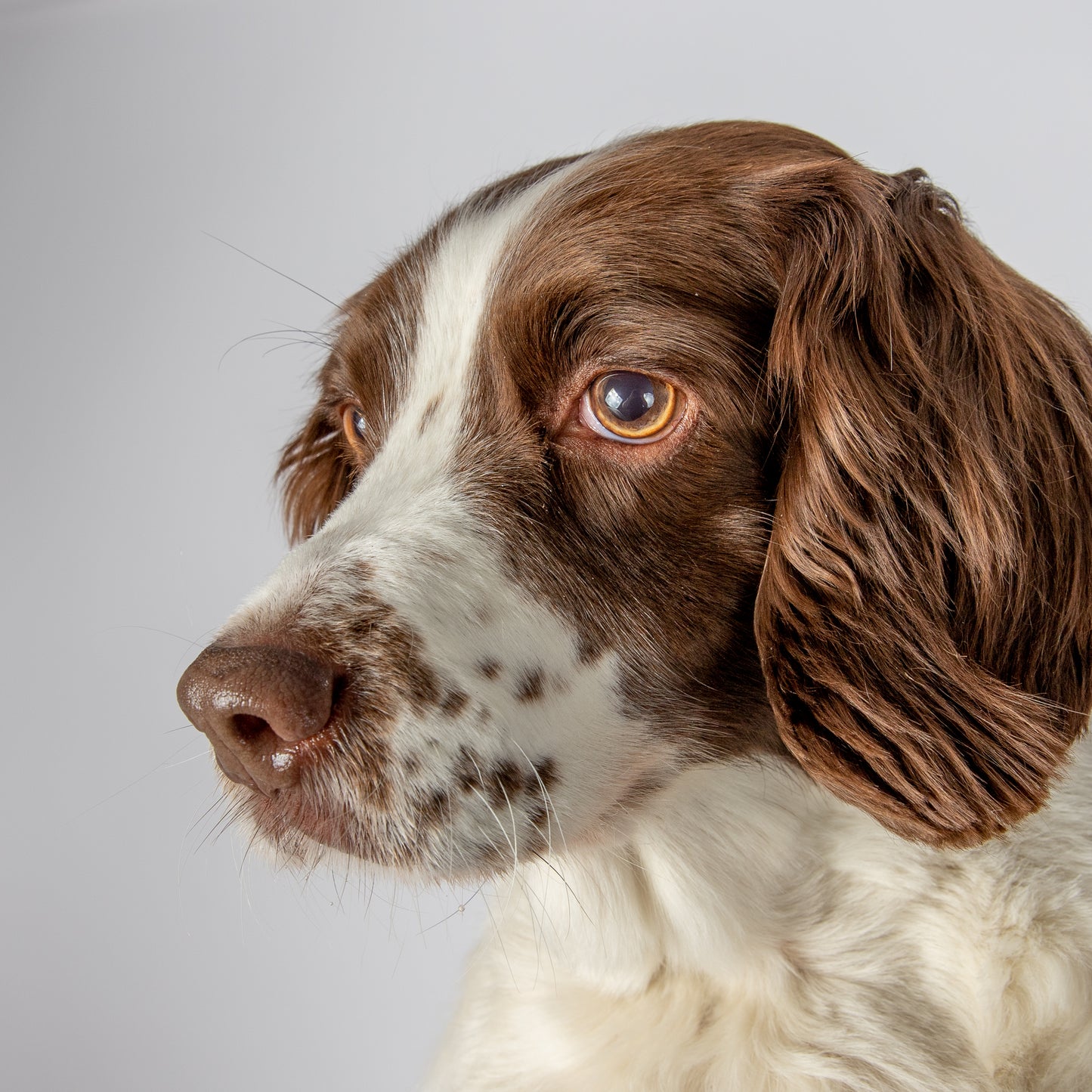 Pet Portrait