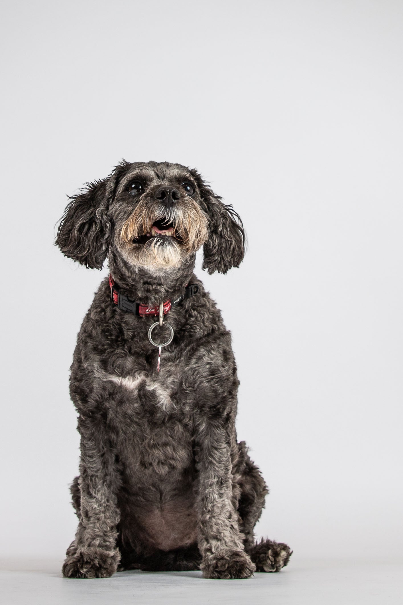Photo of fluffy old dog