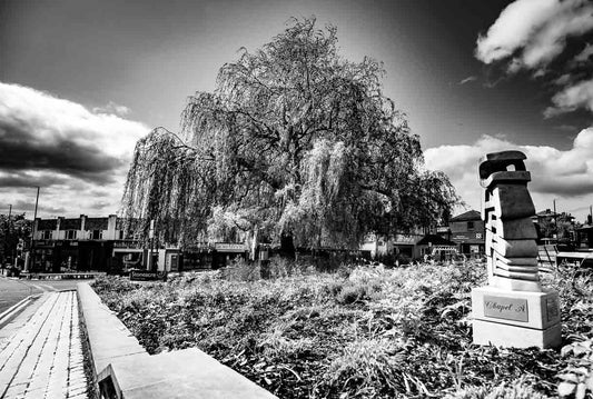 Chapel Allerton Willow Tree print Mono