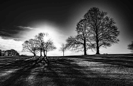 Roundhay Park Tree Sun Mono