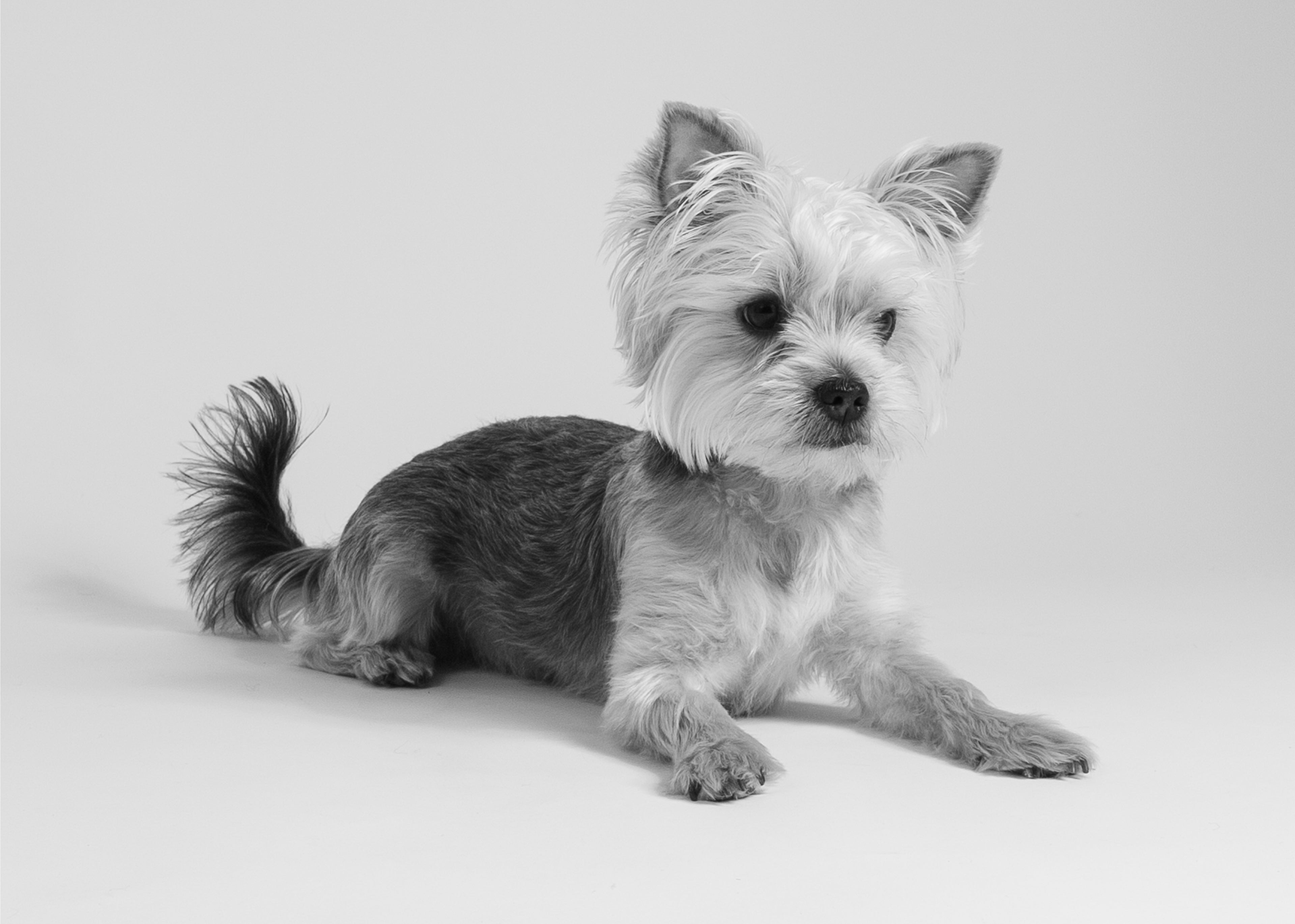 Photo of Monty taken by R J Heald Photography a Pet photographer in Leeds