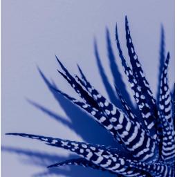 Zebra Aloe Blue print