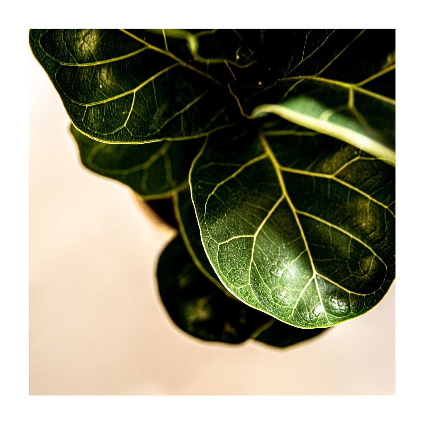 Ficus Lyrata
