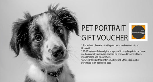 Pet portraits and pet photography gift vouchers in Leeds