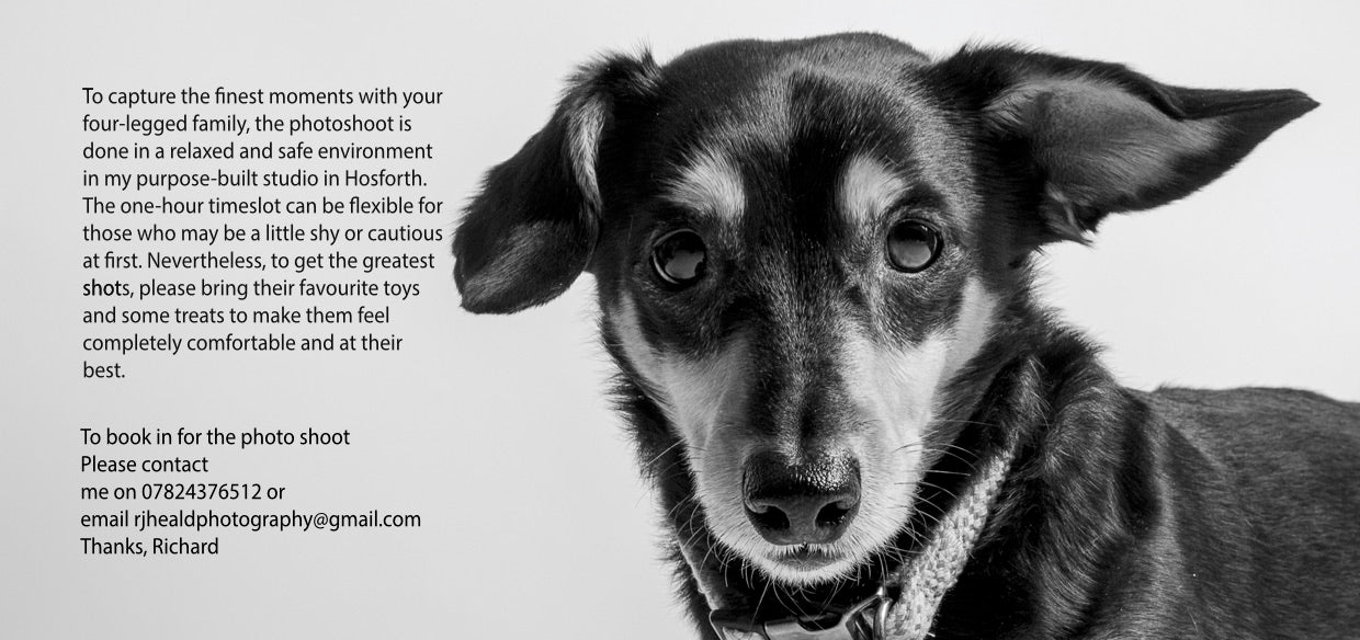 Pet Portrait Gift Voucher