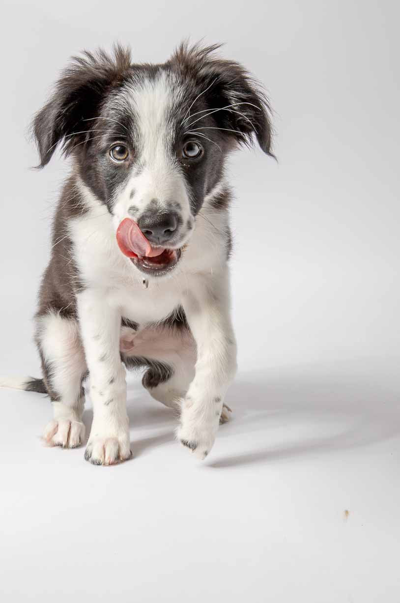Pet Portrait