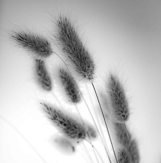 Bunny Tails print