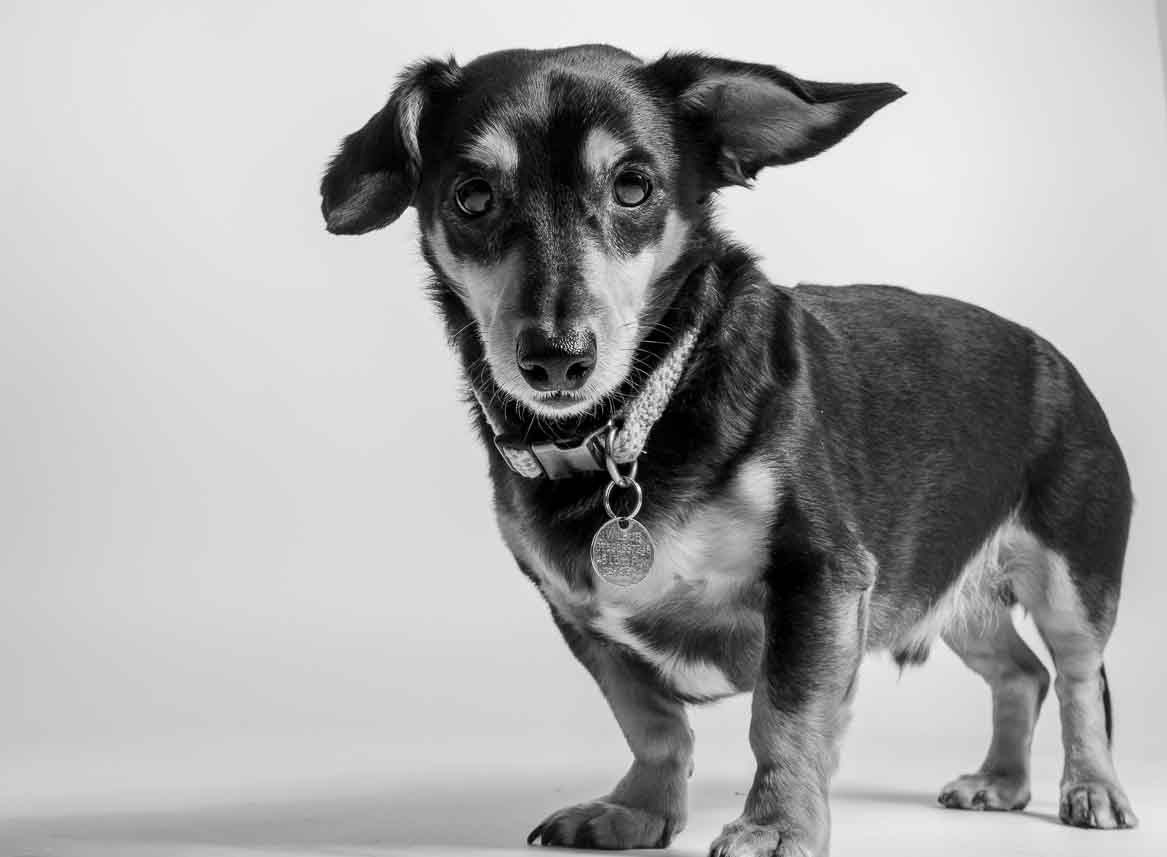 Pet Portrait