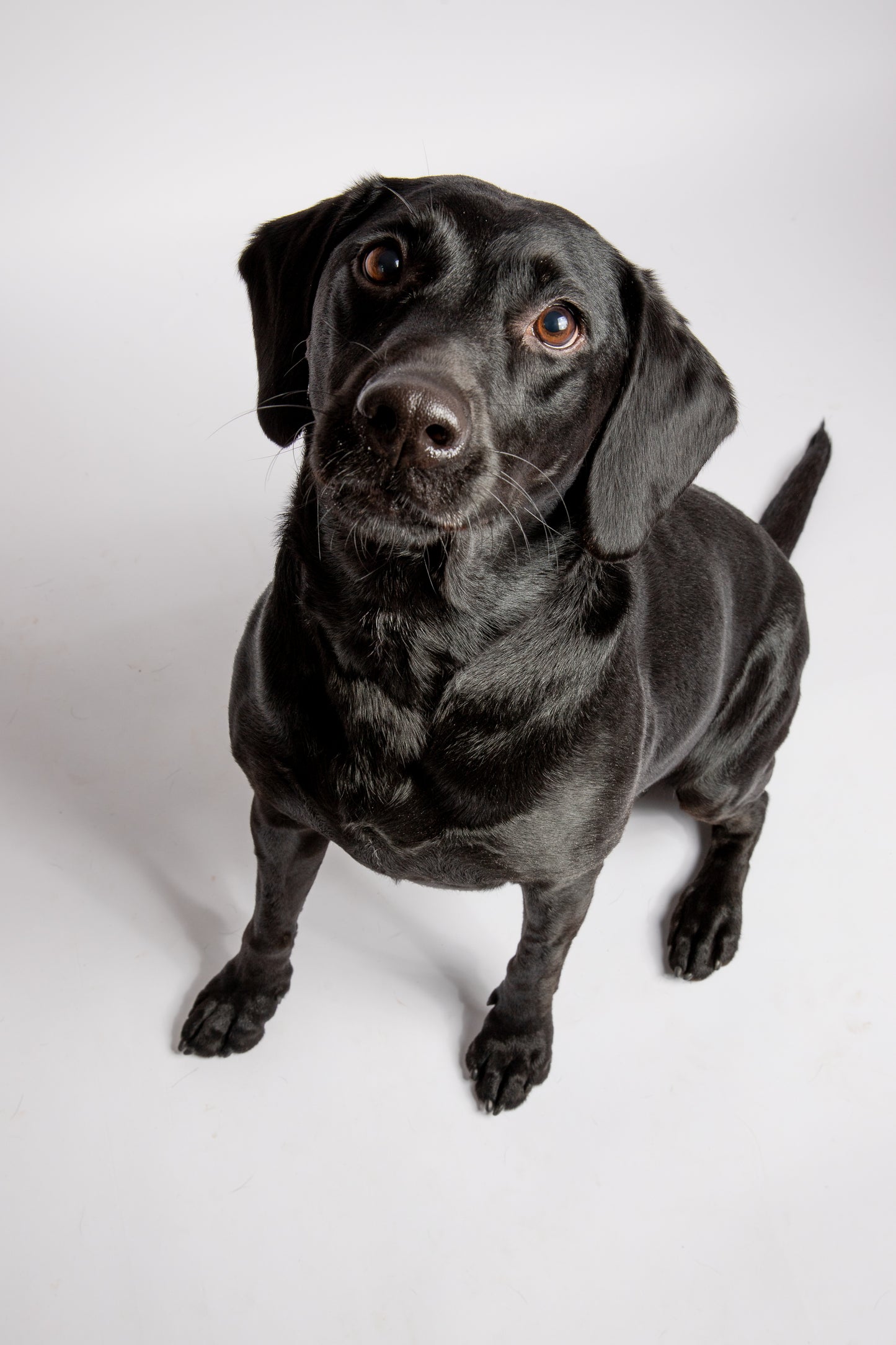 Pet Portrait