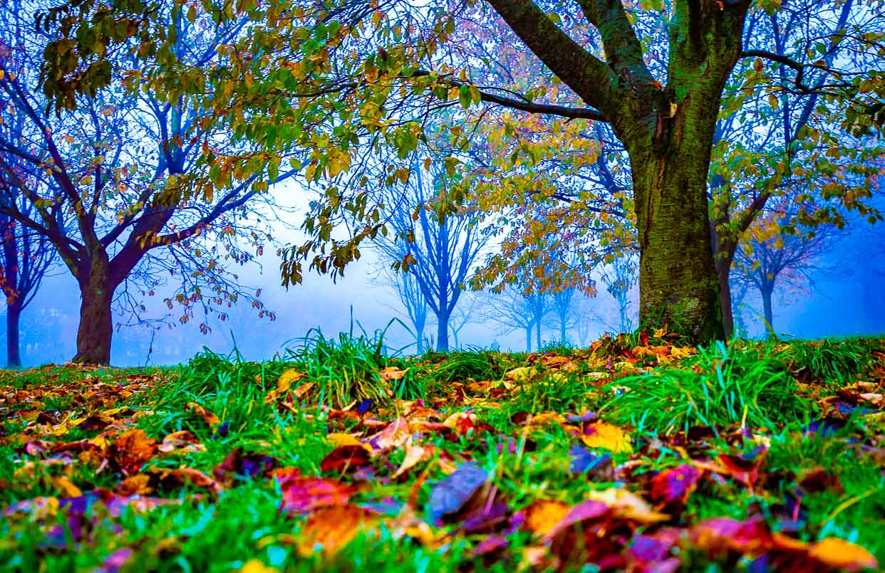 Golden Acre Autumn Leaves