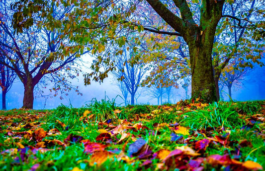 Golden Acre Autumn Leaves