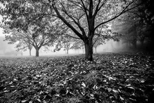 Golden Acre Autumn Mist monochrome