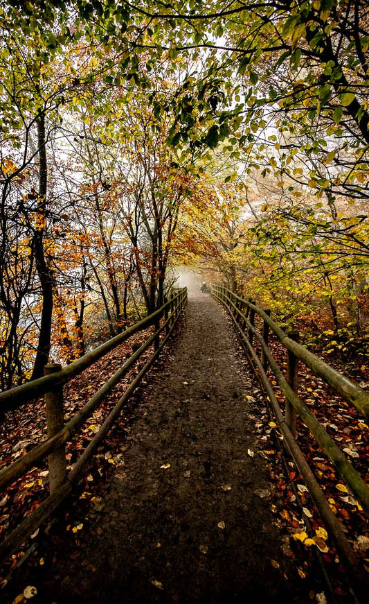 Golden Acre path