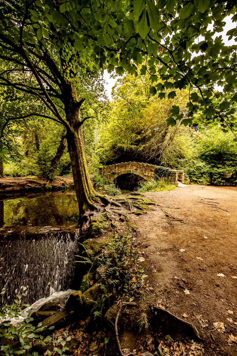 Meanwood Stone Bridge Tree Roots