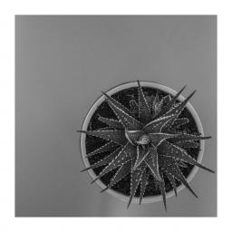 Zebra Aloe print Monochrome