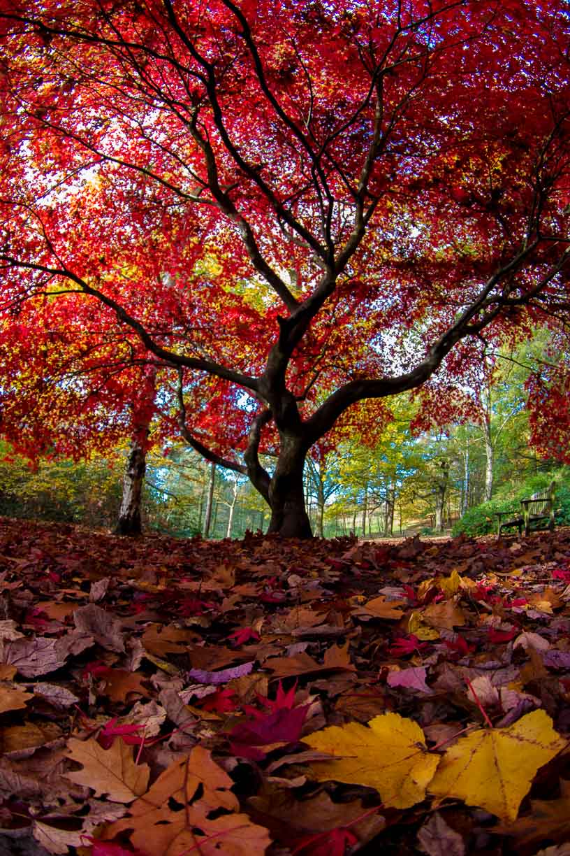 Red Tree, Golden Acre park, Leeds