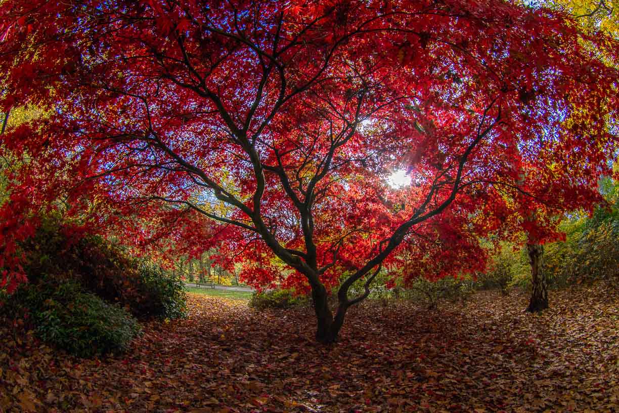 Red Tree landscape, Golden Acre park