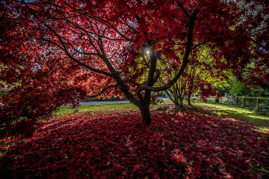 Autumn Red Tree landscape, Golden Acre park