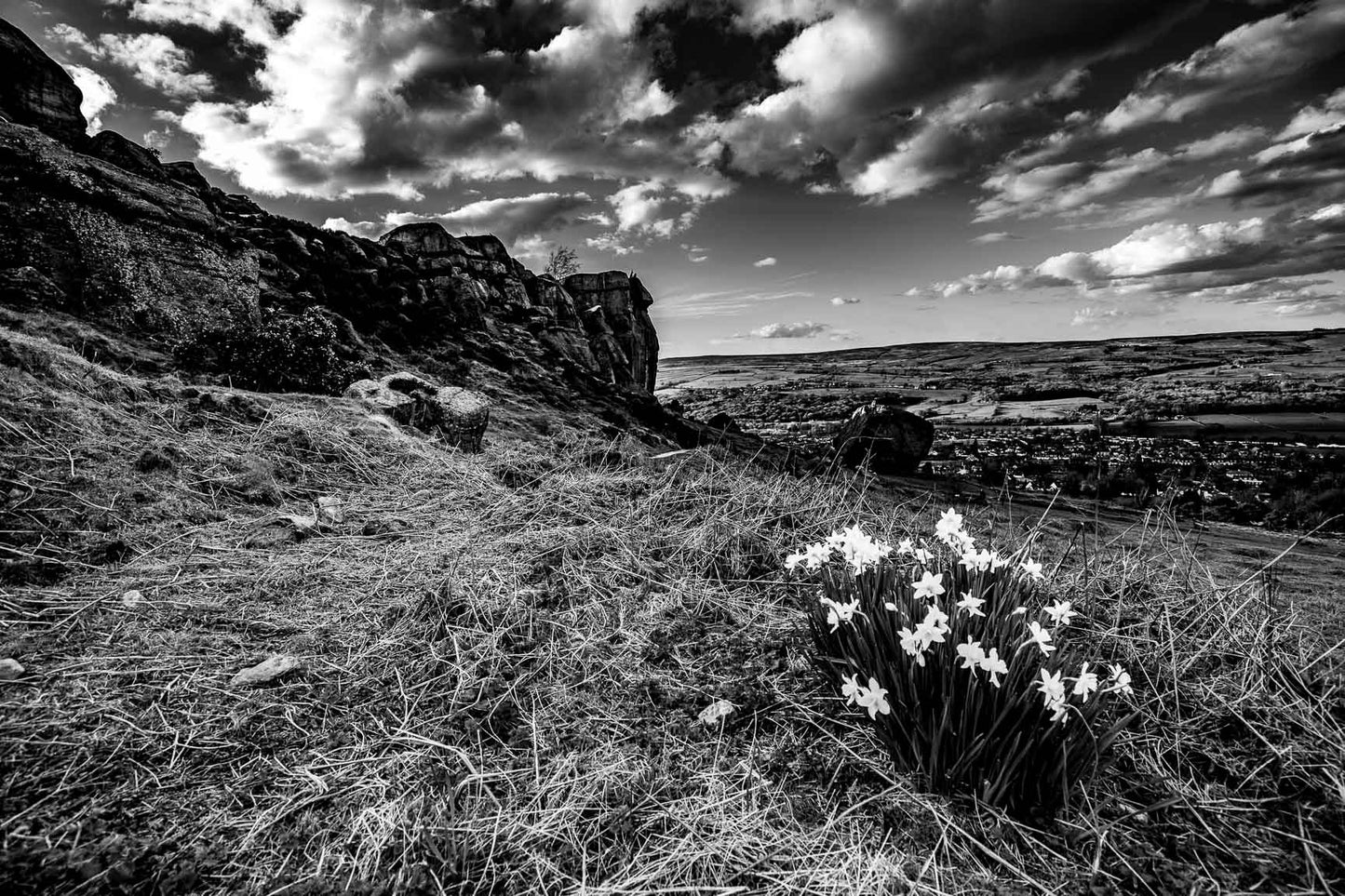 Ilkley Moor Daffodils Mono