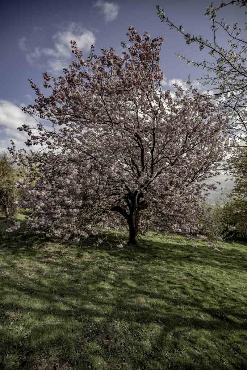 Blossom Tree, Golden Acre