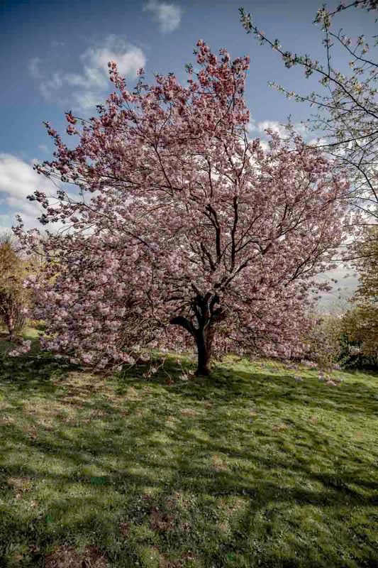 Blossom Tree, Golden Acre