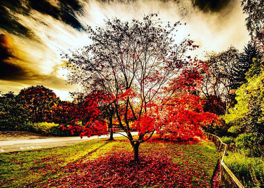 Autumn Red Tree landscape, Golden Acre park