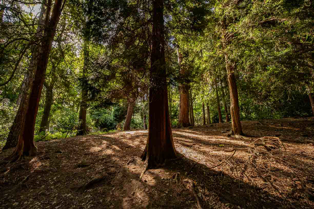 Meanwood Trees