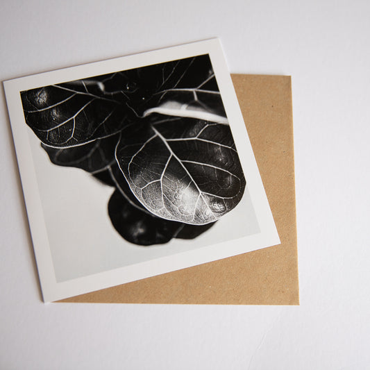 Ficus Lyrata mono art card