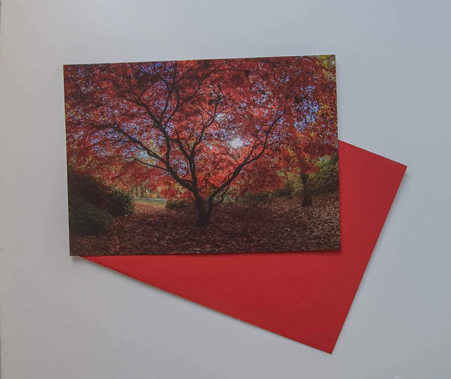 Golden Acre park red tree landscape art card