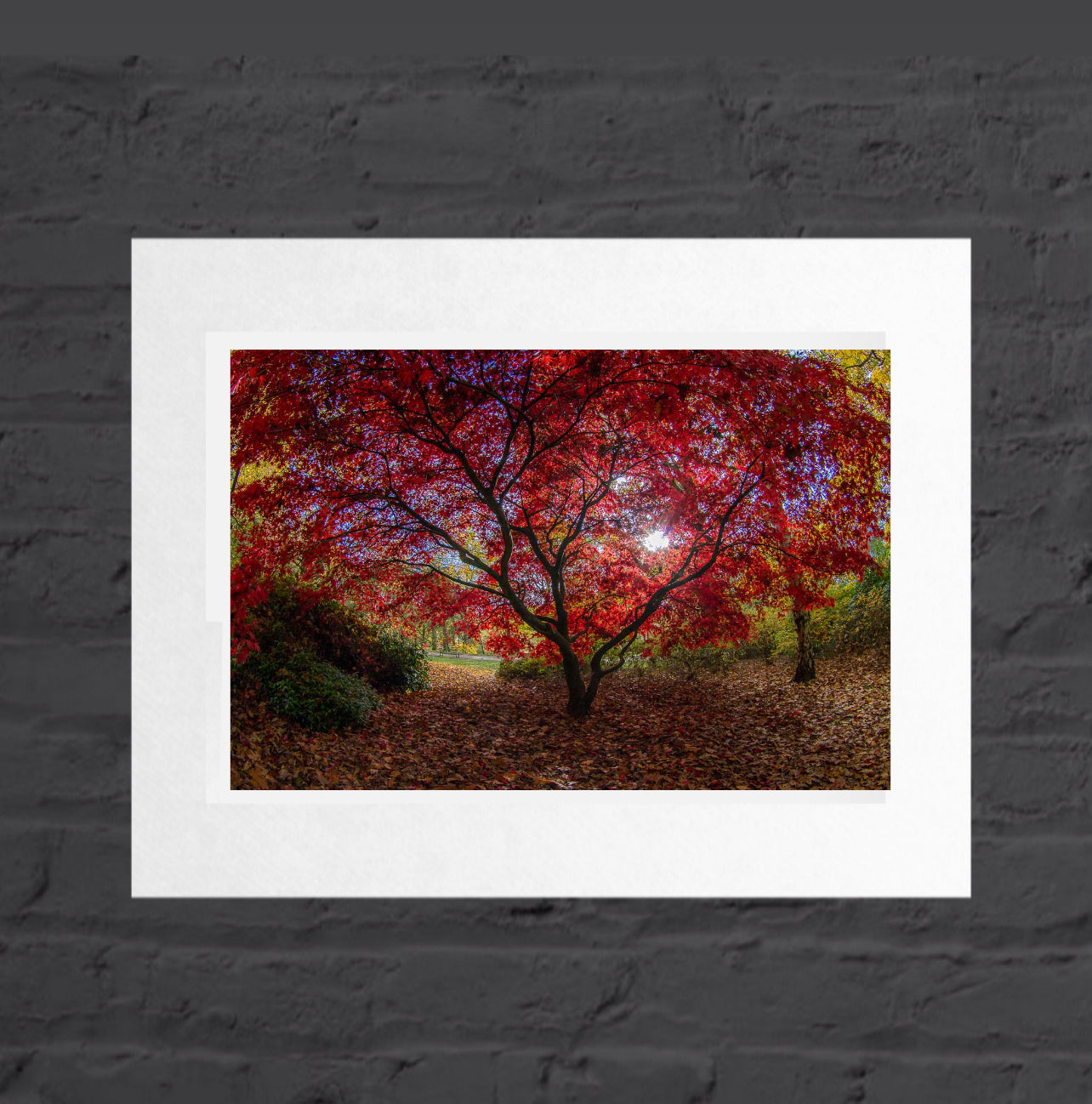 Red Tree landscape, Golden Acre park